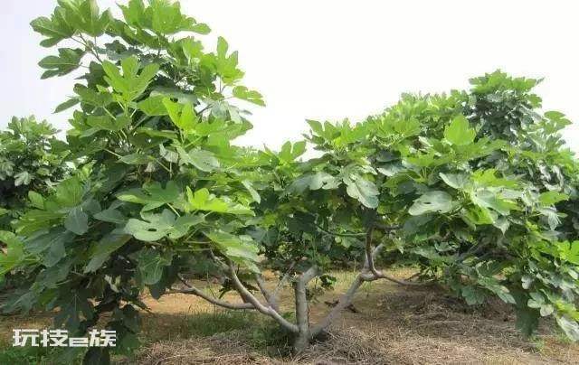无花果一年可以结几次果(无花果树怎么种才能高产的技术)-图片5